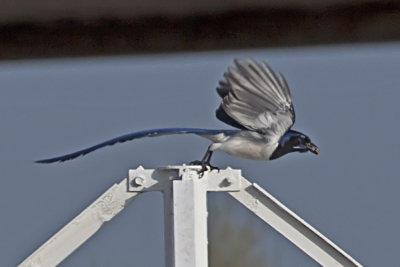 Black-throated Magpie-Jay (Calocitta colliel)