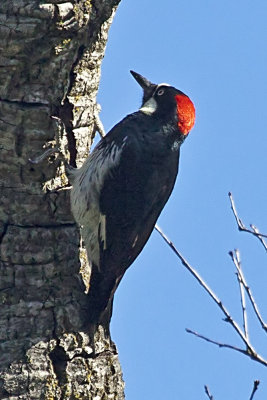 Acorn Woodpecker