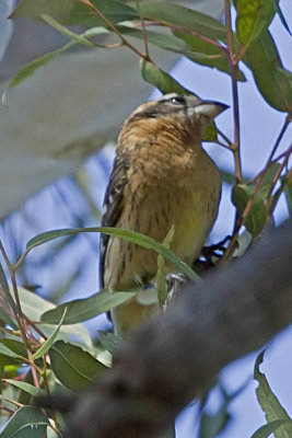 Black-headed Grosbeak