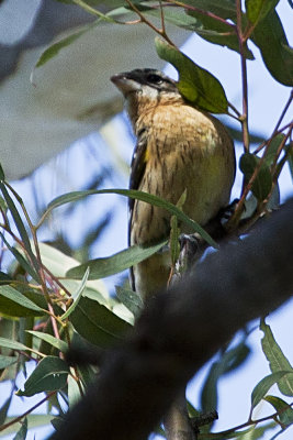 Black-headed Grosbeak