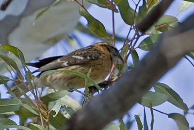 Black-headed Grosbeak