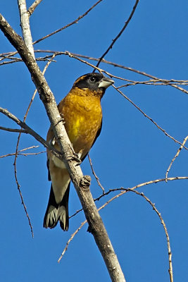 Black-headed Grosbeak