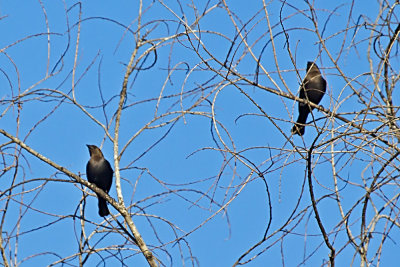Brown-headed Cowbird