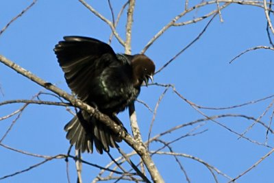 Brown-headed Cowbird