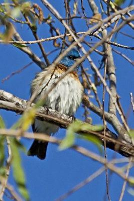 Lazuli Bunting