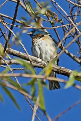 Lazuli Bunting