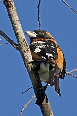 Black-headed Grosbeak