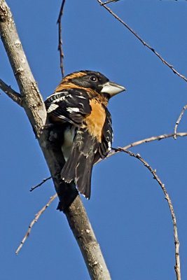 Black-headed Grosbeak