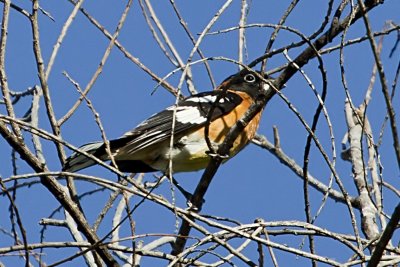 Black-headed Grosbeak