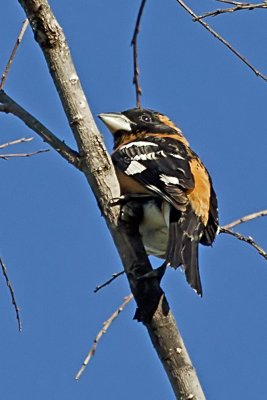 Black-headed Grosbeak
