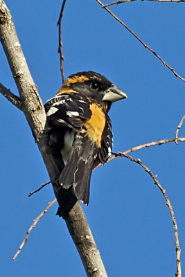 Black-headed Grosbeak