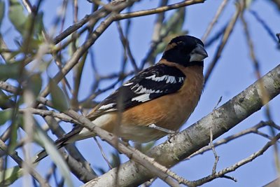 Black-headed Grosbeak