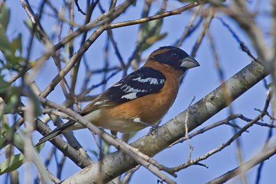 Black-headed Grosbeak