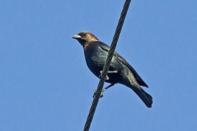 Brown-headed Cowbird