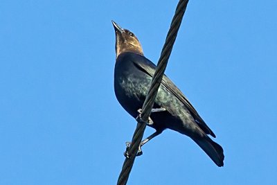 Brown-headed Cowbird