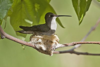 Costas HUmmingbird