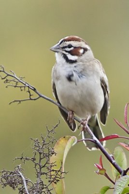 Lark Sparrow