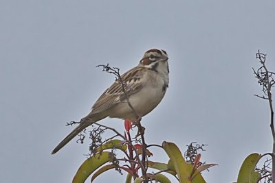 Lark Sparrow