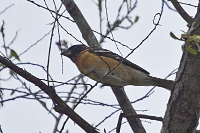 Black-headed Grosbeak