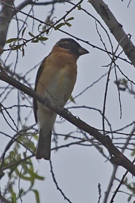 Black-headed Grosbeak