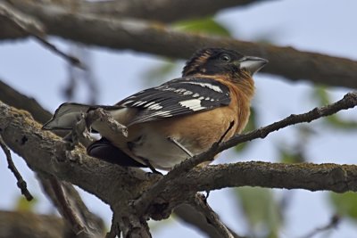 Black-headed Grosbeak