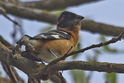 Black-headed Grosbeak
