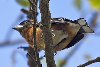 Black-headed Grosbeak