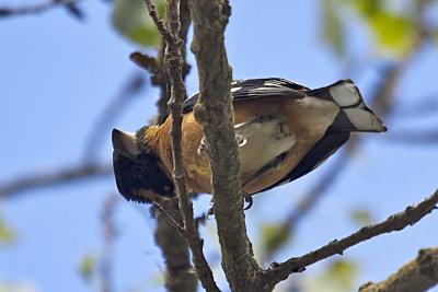 Black-headed Grosbeak
