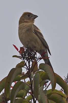 Blue Grosbeak (female)