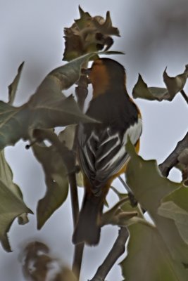 Bullock's Oriole