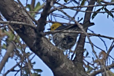 Hermit Warbler