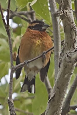 Black-headed Grosbeak