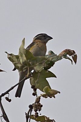Black-headed Grosbeak