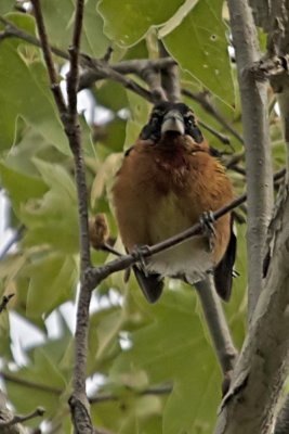 Black-headed Grosbeak