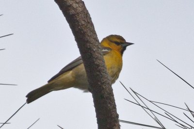 Bullock's Oriole