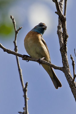 Lazuli Bunting