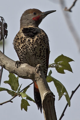 Northern Flicker