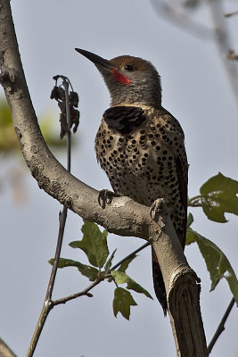Northern Flicker