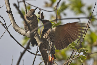 Northern Flicker