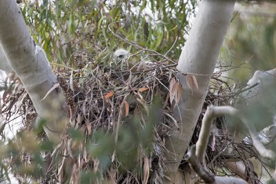 Redtailed Hawk Nest and Chicks