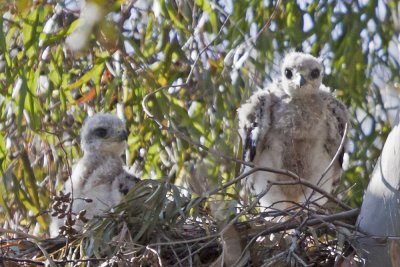 Red-tailed Hawk Chicks 
