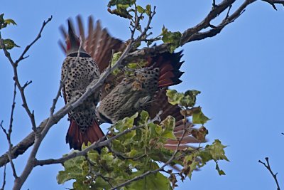 Northern Flicker
