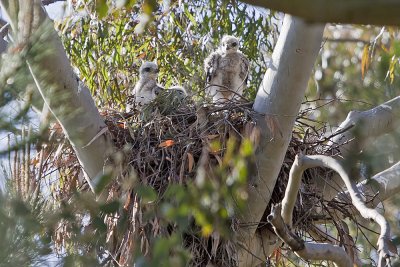 Red-tailed Hawk Chicks