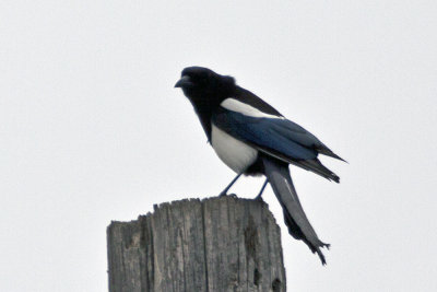 Black-billed Magpie-Jay 