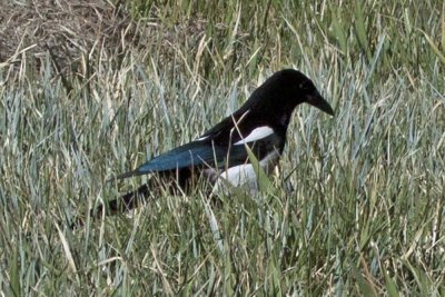 Black-billed Magpie-Jay 