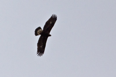 Golden Eagle