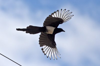 Black-billed Magpie-Jay 