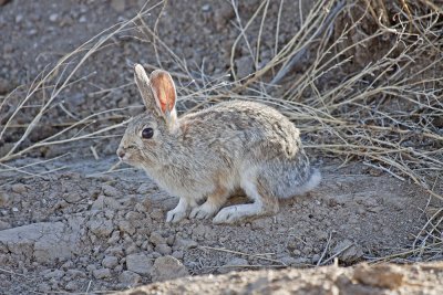 Rabbit