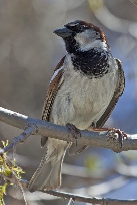 House Sparrow