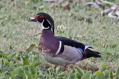 Wood Duck